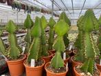 Cactus Euphorbia Cooperi in de 17 cm pot., Minder dan 100 cm, Bloeiende kamerplant, Halfschaduw, Ophalen of Verzenden