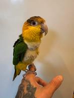 Super tamme jonge roestkop caique incl garantie, Dieren en Toebehoren, Vogels | Parkieten en Papegaaien, Geslacht onbekend, Papegaai