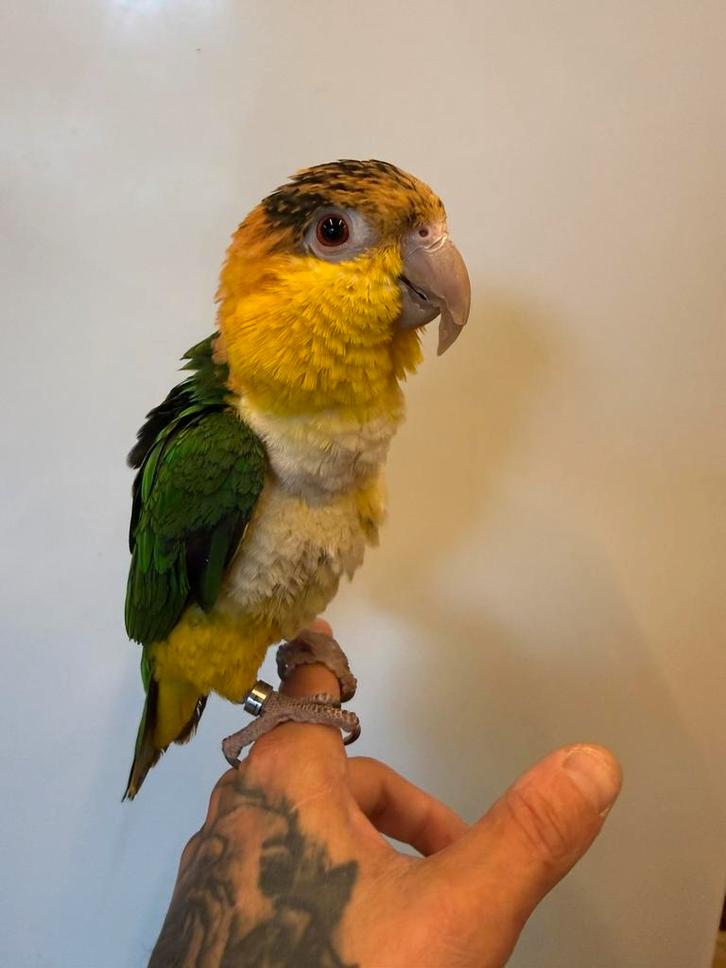 Super tamme jonge roestkop caique incl garantie, Dieren en Toebehoren, Vogels | Parkieten en Papegaaien, Papegaai, Geslacht onbekend