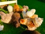 Amerikaanse Zijdehoen USA broedeieren hatching eggs, Geslacht onbekend, Kip