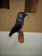 Opgezet kauwtje, Ophalen of Verzenden, Opgezet dier