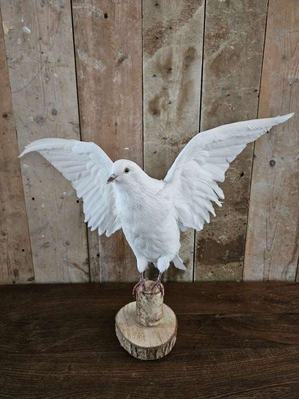 opgezette witte duif ``WOONWINKEL RUSTIEK``, Ophalen of Verzenden, Gebruikt, Vogel, Opgezet dier