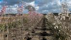 Magnolia beverboom in diverse soorten en maten leverbaar!, Ophalen of Verzenden