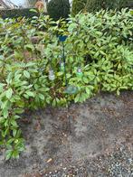 Decoratie tuin, Ophalen, Gebruikt, Netvoeding