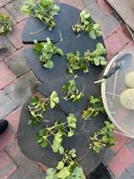 Aardbeien stekjes - 5 stuks, Tuin en Terras, Planten | Tuinplanten, Ophalen, Volle zon, Vaste plant, Fruitplanten