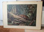 Grote vintage jungle plaat, Antiek en Kunst, Ophalen