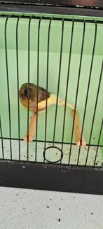 Glosters, Dieren en Toebehoren, Meerdere dieren, Postuurkanarie