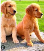 GEZOCHT goud/rood Golden Retriever pup, Golden retriever, Rabiës (hondsdolheid), 8 tot 15 weken, Meerdere dieren