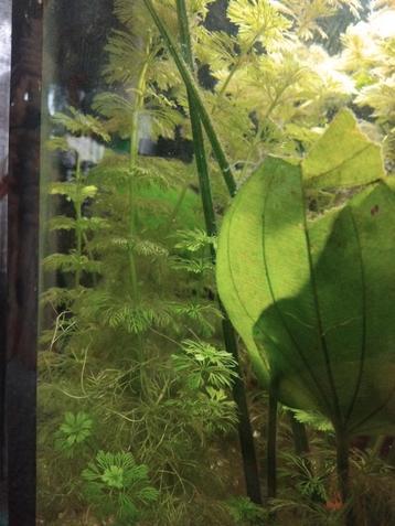 Water plant 2.50 per bakje  beschikbaar voor biedingen