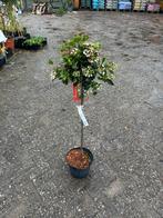 Viburnum Tinus op Stam - Sneeuwbal op Stam, Winter, Overige soorten, 100 tot 250 cm, Ophalen