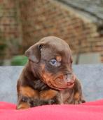 Bruine Bruine dobermann pup te koop, Dieren en Toebehoren, Honden | Bulldogs, Pinschers en Molossers, Particulier, Rabiës (hondsdolheid)