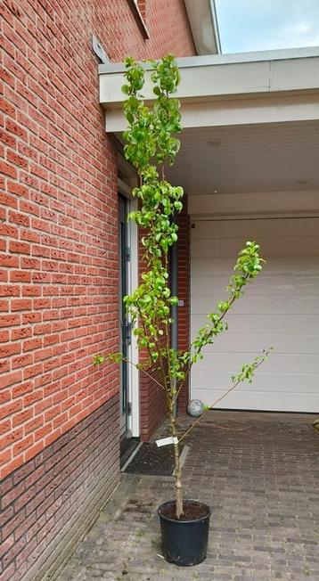 Perenboom Pyrus c. Conference beschikbaar voor biedingen