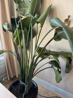Strelitzia Nicolai in Pot, Ophalen, 100 tot 150 cm, Overige soorten, Halfschaduw