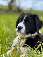Australian shepherd pup, Dieren en Toebehoren, Honden | Herdershonden en Veedrijvers, Particulier, Rabiës (hondsdolheid), 8 tot 15 weken