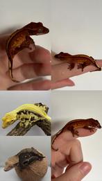 Wimpergekko Red base partial pin stripe Harlequin 0.01, Hagedis, Tam, 0 tot 2 jaar