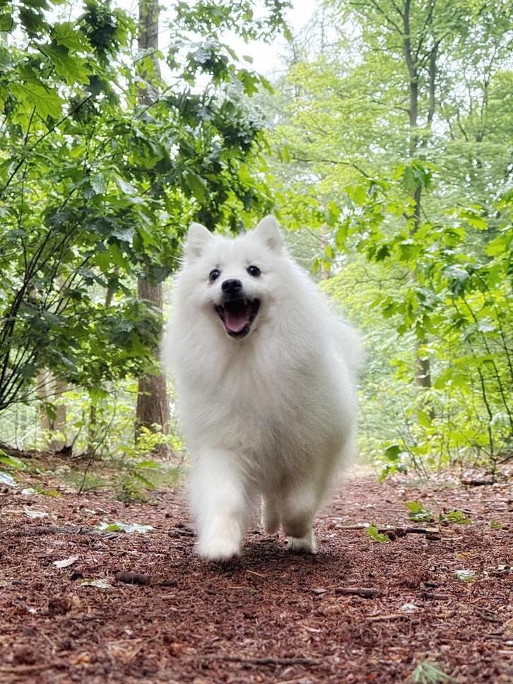 Hondenoppas gezocht (Nieuw-Weerdinge/Emlichheim), Diensten en Vakmensen, Dieren | Honden | Verzorging, Oppas en Les, Particuliere oppas
