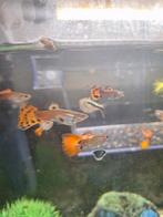 Te koop guppy man en jongen, Dieren en Toebehoren, Vissen | Aquariumvissen, Vis
