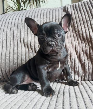 Franse bulldog reutje black en tan met stamboom beschikbaar voor biedingen