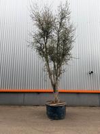 Mooie quercus suber meerstammige kurkeik, Ophalen of Verzenden, Zomer, Volle zon, Overige soorten