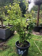 Hibiscus struik , staat mooi in blad . ongeveer 150 cm hoog, Tuin en Terras, Ophalen, Overige soorten, Struik, 100 tot 250 cm