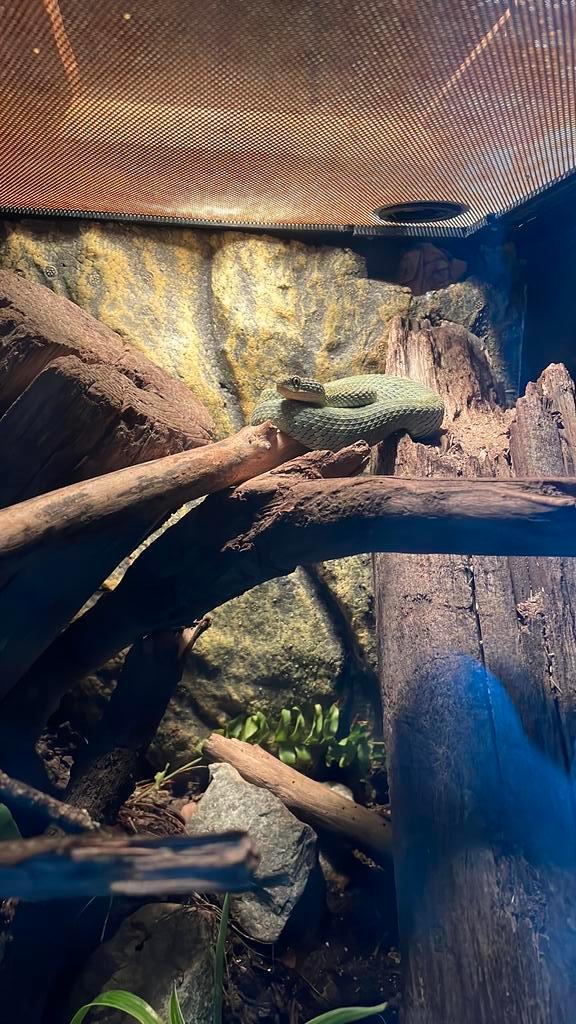 Atheris Squamigera / Atheris ( incl terrarium)