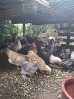 Cochin haan, Dieren en Toebehoren, Pluimvee, Mannelijk, Kip