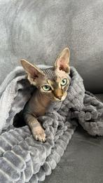Sphynx kat te koop, Dieren en Toebehoren, Katten en Kittens | Raskatten | Korthaar, Poes, Gechipt, 0 tot 2 jaar