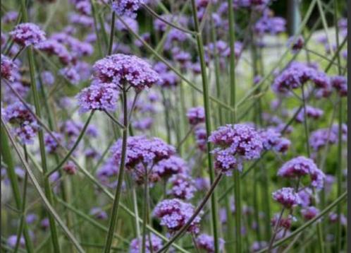 verbena ijzerhard, Tuin en Terras, Planten | Tuinplanten, Tweejarig, Overige soorten, Volle zon, Zomer, Ophalen
