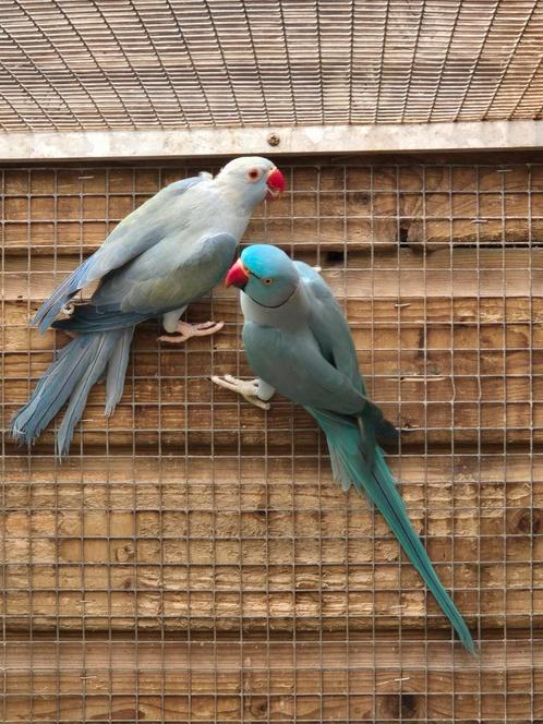 Te koop een mooi koppel halsbandparkieten, Dieren en Toebehoren, Vogels | Parkieten en Papegaaien, Parkiet, Meerdere dieren, Geringd