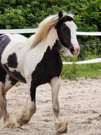 Tinker, Merrie, Recreatiepony