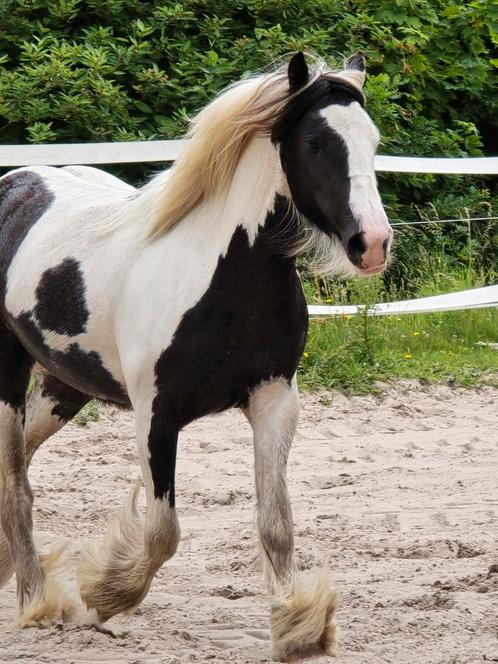 Tinker, Dieren en Toebehoren, Pony's, Merrie, Recreatiepony