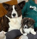 Welsh corgi Cardigan pups ❤️, Dieren en Toebehoren, Overige rassen, 8 tot 15 weken, CDV (hondenziekte), Meerdere