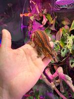 Rhacodactylus Auriculatus koppel, Dieren en Toebehoren, Reptielen en Amfibieën, Hagedis, 3 tot 6 jaar