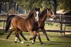 Drie lieve pony’s zoeken een stalhulp met een groot hart.., Verzorging of Verzorgpony's