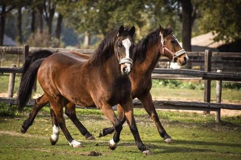 Drie lieve pony’s zoeken een stalhulp met een groot hart.., Diensten en Vakmensen, Dieren | Paarden | Verzorging, Oppas en Les