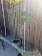 Jonge Vijgenboom, Ophalen of Verzenden, Bloeit niet, Fruitplanten, Volle zon