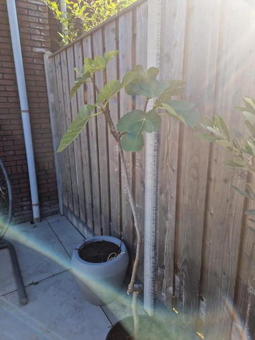 Jonge Vijgenboom, Tuin en Terras, Planten | Tuinplanten, Fruitplanten, Volle zon, Bloeit niet, Ophalen of Verzenden