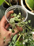 ceropegia woodii, Huis en Inrichting, Kamerplanten, Ophalen, Halfschaduw, Minder dan 100 cm