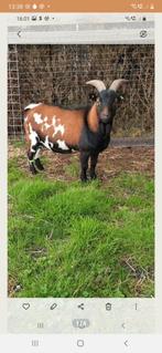 Dwergbok  te(Huur), Dieren en Toebehoren, Schapen, Geiten en Varkens, Mannelijk, Geit