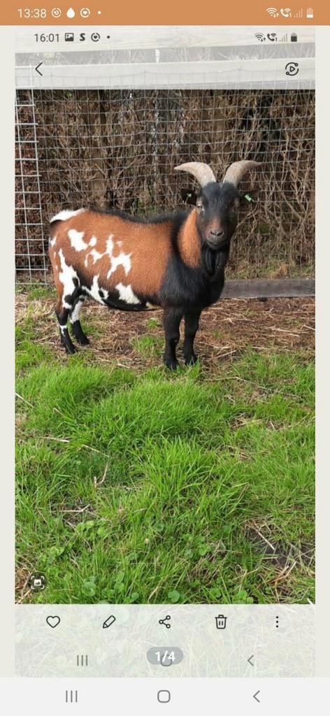 Dwergbok  te(Huur), Dieren en Toebehoren, Schapen, Geiten en Varkens, Geit, Mannelijk