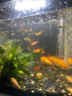 Leuke tropische vissen excl aquarium, Dieren en Toebehoren, Vissen | Aquariumvissen, Vis