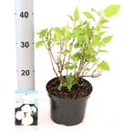 Hortensia Annabelle en Strong Annabelle Hydrangea arborescen, Ophalen, Zomer, Overige soorten, Halfschaduw