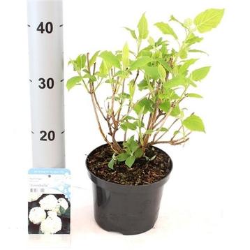 Hortensia Annabelle en Strong Annabelle Hydrangea arborescen beschikbaar voor biedingen
