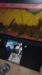 Tropiche vissen gezocht, Vis