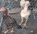 Nog 1 koppel beschikbaar!! Raszuivere Indio gigante brazil, Dieren en Toebehoren, Pluimvee, Meerdere dieren, Kip