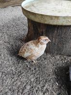 Japanse kwartels, Dieren en Toebehoren, Pluimvee, Meerdere dieren, Overige soorten