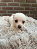 Pomchi pup 🐻🐾💕 teefje puppy pomeriaan x chihuahua, Dieren en Toebehoren, Honden | Chihuahua's en Gezelschapshonden, Rabiës (hondsdolheid)