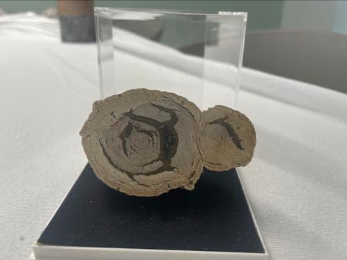 Versteend hout, Verzamelen, Mineralen en Fossielen, Fossiel, Ophalen of Verzenden