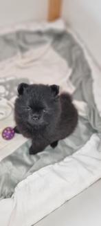 1 prachtige pomeriaan puppy beschikbaar teefje, Dieren en Toebehoren, Honden | Chihuahua's en Gezelschapshonden, Overige rassen
