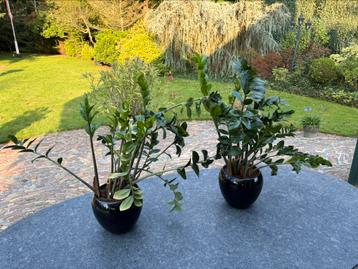 Twee prachtige ZZ-planten / Zanzibar in pot beschikbaar voor biedingen